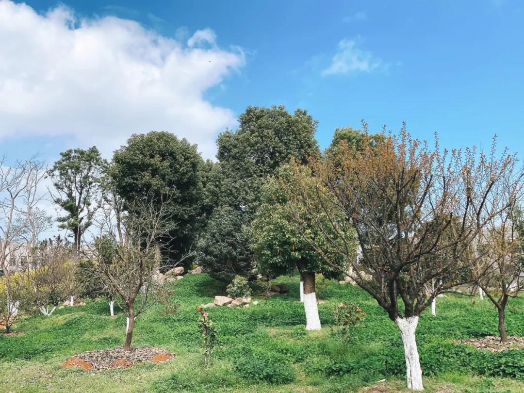 風(fēng)景這邊獨(dú)好！東大環(huán)境美景一覽，請(qǐng)查收