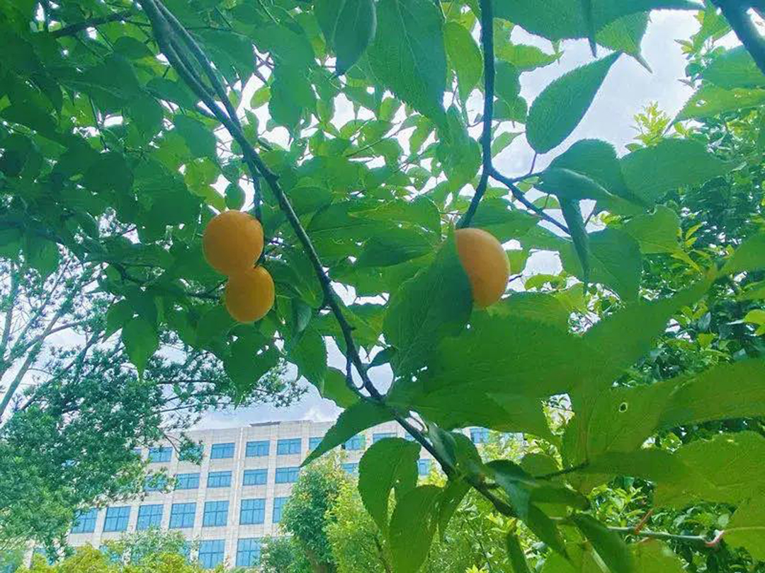 風(fēng)景這邊獨(dú)好！東大環(huán)境美景一覽，請(qǐng)查收