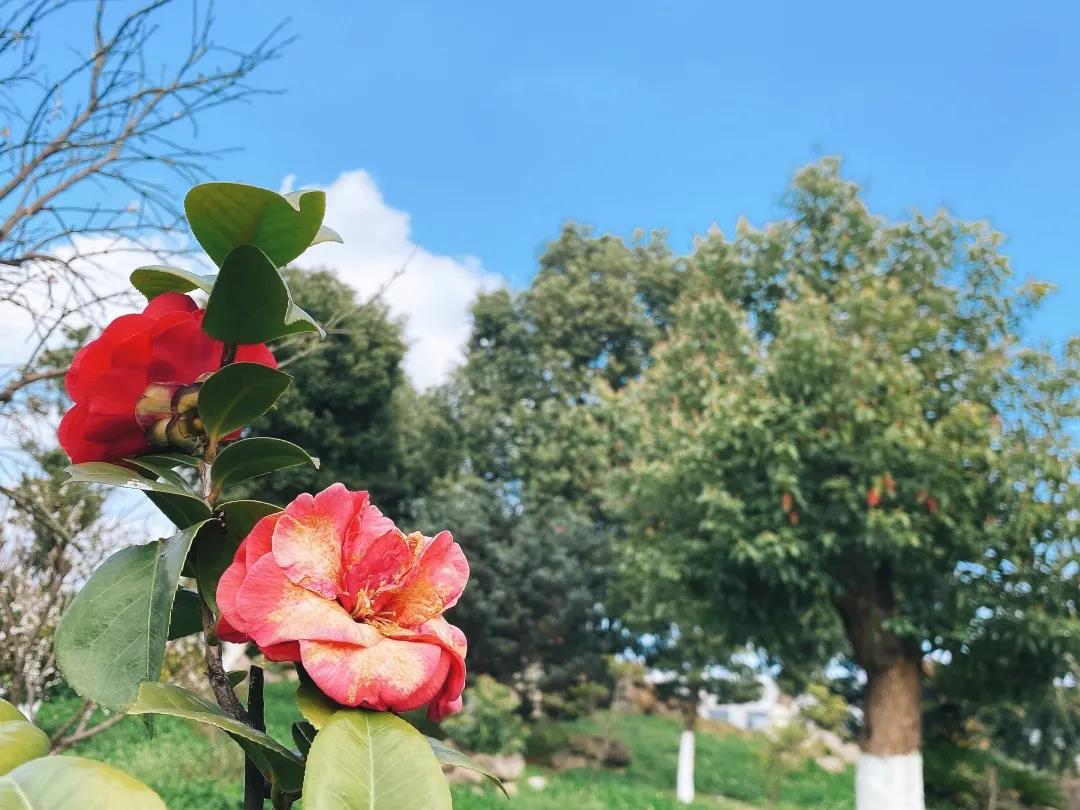 風(fēng)景這邊獨(dú)好！東大環(huán)境美景一覽，請(qǐng)查收