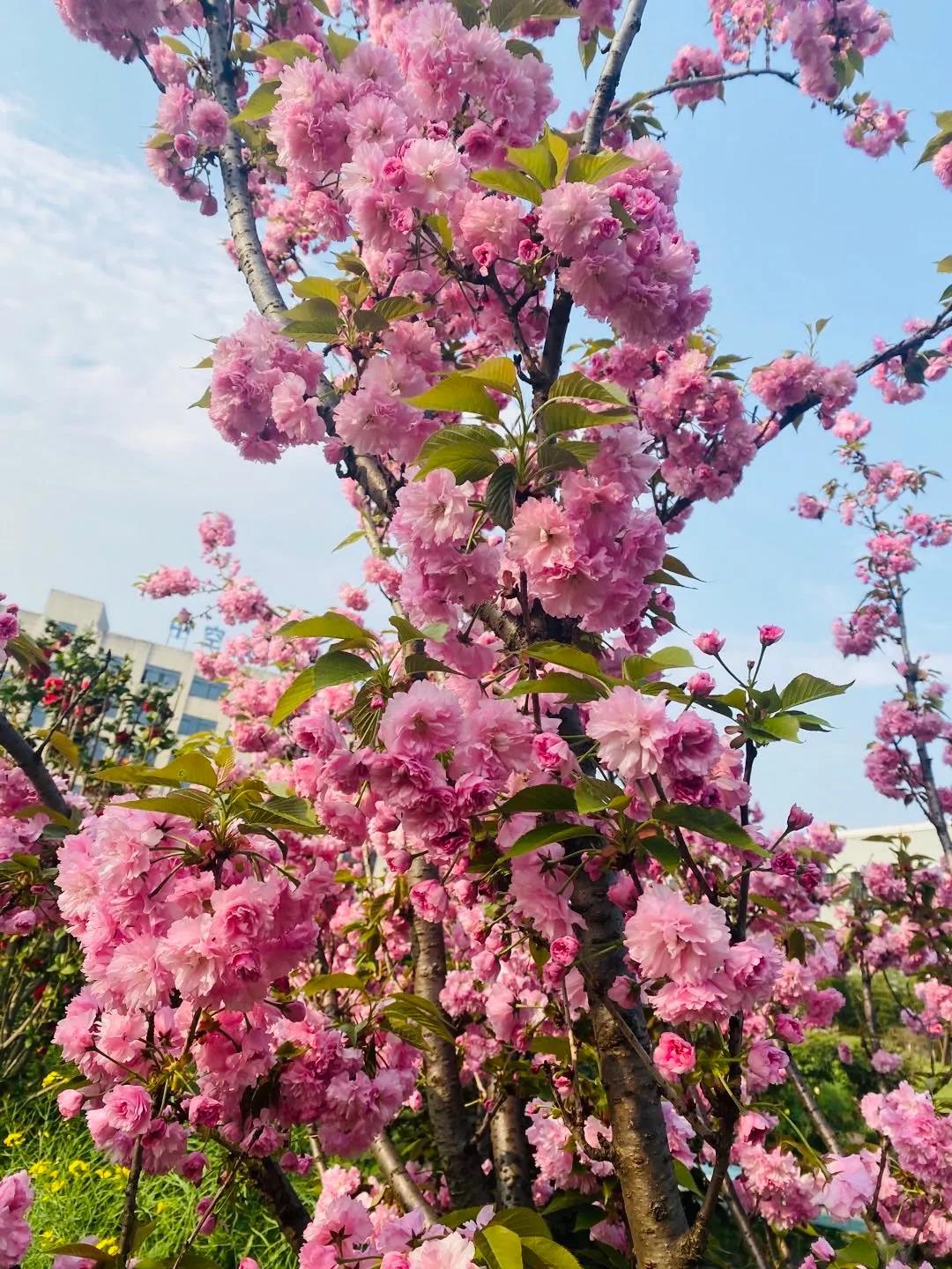 風(fēng)景這邊獨(dú)好！東大環(huán)境美景一覽，請(qǐng)查收